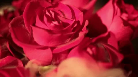 Rose in vase close up misty Video stock 11515315
