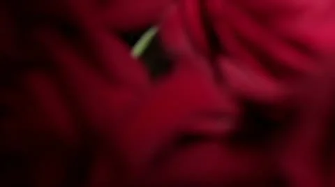 Rose in vase falling Video stock 11515314