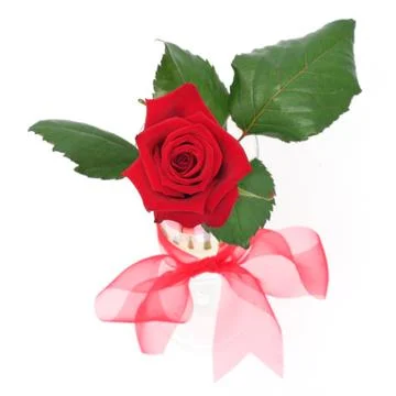 Rose in vase Stock Photos