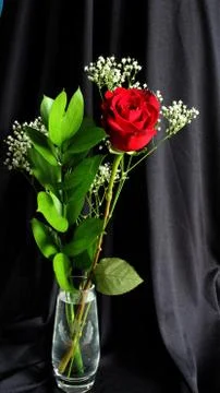 Rose In Vase Stock Photos