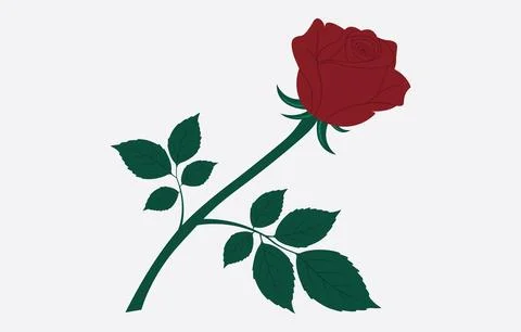 Rose Vector Art Illustration Isolated on white background Stock Illustration