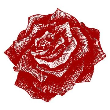 Rose vector drawing, flower illustration. Drawing for a tattoo, a sketch in red. Stock Illustration