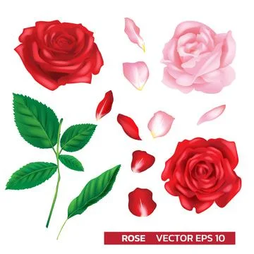Rose vector floral realistic vector. Set of red and pink with Leaf isolated o Stock Illustration