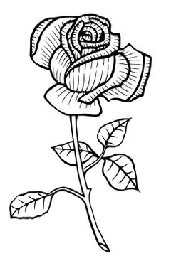 Rose Vector Hand drawn Stock Illustration