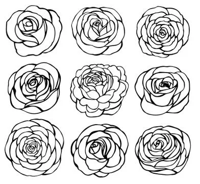 Rose vector Stock Illustration