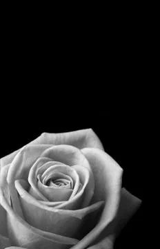 Rose vertical Foto stock