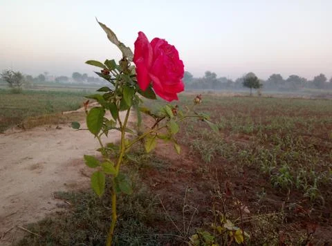 Rose view Stock Photos