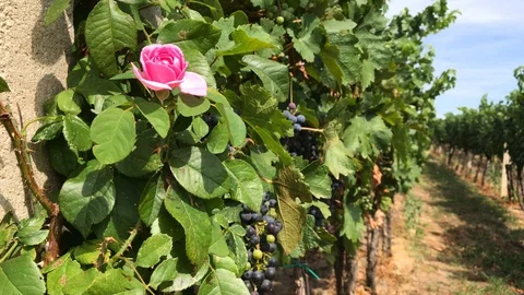 Rose in vineyard with vine trunks and ripe dark grape bunch Stock Footage 93788551