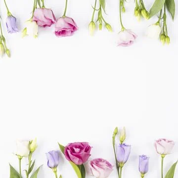 Rose violet flowers frame. Resolution and high quality beautiful photo 스톡 사진