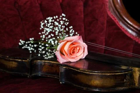 Rose on violin Stock Photos