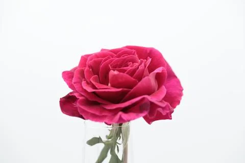 Rose in a void Stock Photos