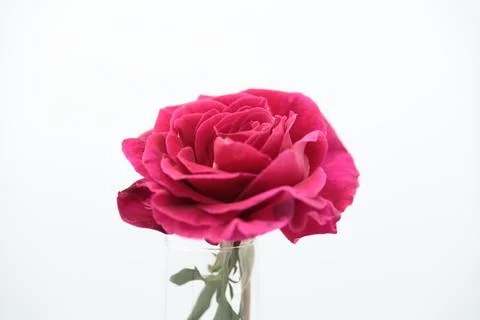 Rose in a void Stock Photos