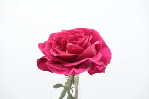 Rose in a void Stock Photos