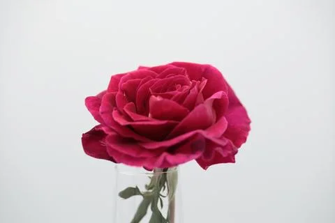 Rose in a void Stock Photos