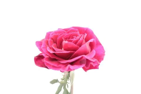 Rose in a void Stock Photos