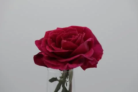 Rose in a void Stock Photos