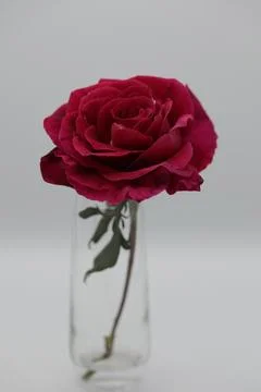 Rose in a void Stock Photos