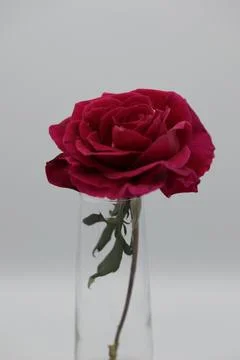 Rose in a void Stock Photos