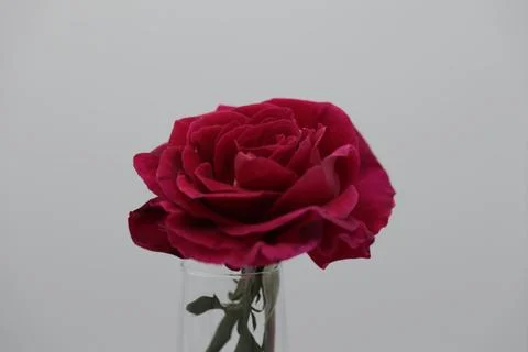Rose in a void Stock Photos