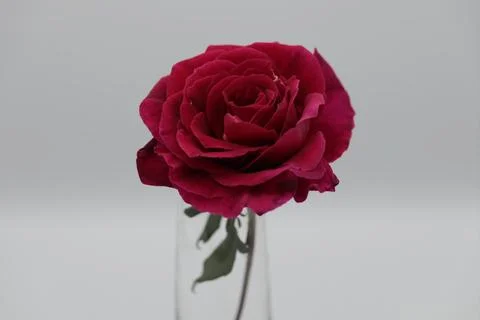 Rose in a void Stock Photos