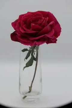 Rose in a void Stock Photos