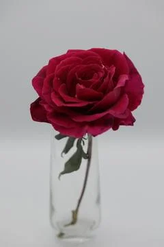 Rose in a void Stock Photos