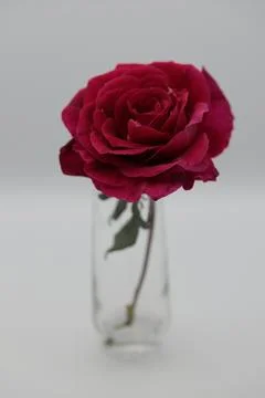 Rose in a void Stock Photos