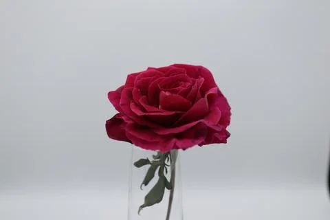 Rose in a void Stock Photos