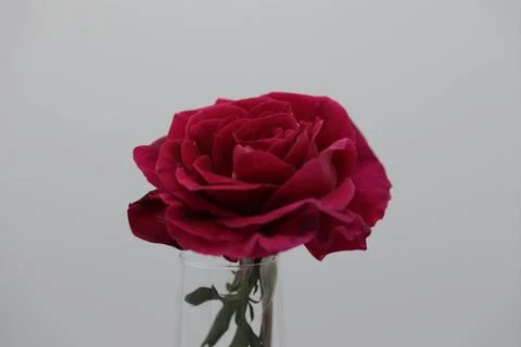 Rose in a void Stock Photos