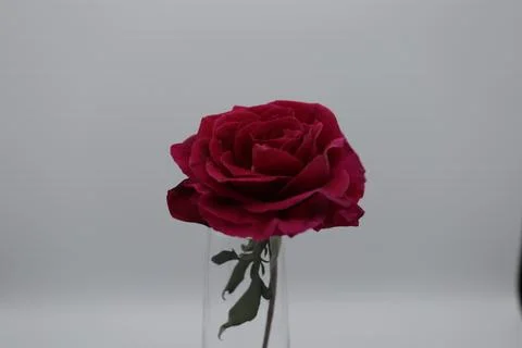 Rose in a void Stock Photos
