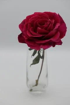 Rose in a void Stock Photos