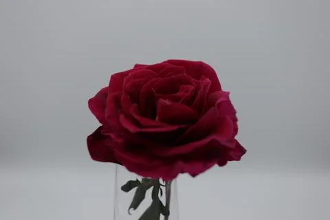 Rose in a void Stock Photos