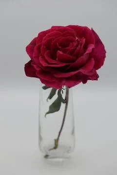 Rose in a void Stock Photos