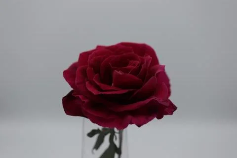 Rose in a void Stock Photos