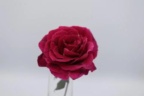 Rose in a void Stock Photos