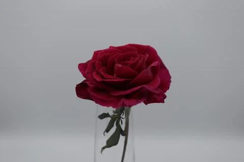 Rose in a void Stock Photos