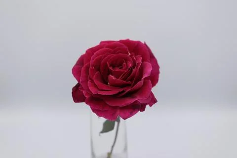 Rose in a void Stock Photos