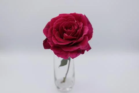 Rose in a void Stock Photos