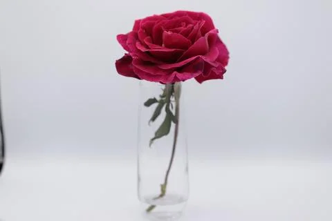 Rose in a void Stock Photos