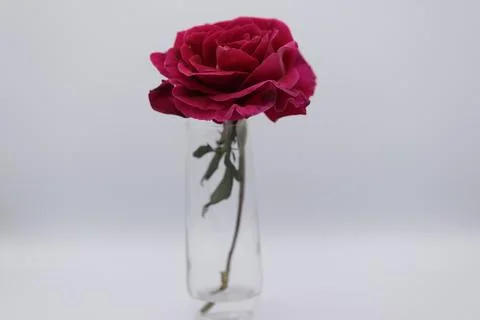 Rose in a void Stock Photos