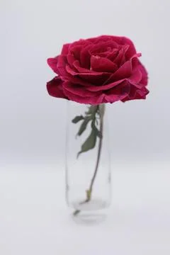 Rose in a void Stock Photos