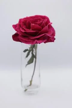 Rose in a void Stock Photos