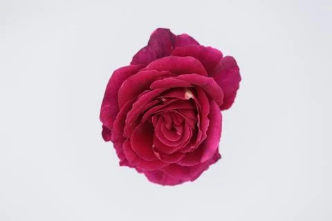 Rose in a void Stock Photos