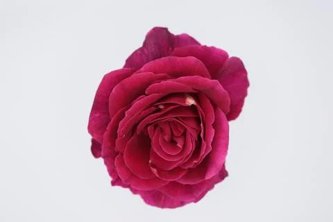 Rose in a void Stock Photos