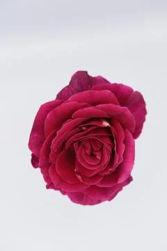 Rose in a void Stock Photos