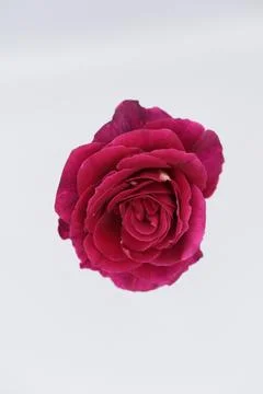 Rose in a void Stock Photos