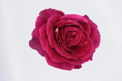 Rose in a void Stock Photos
