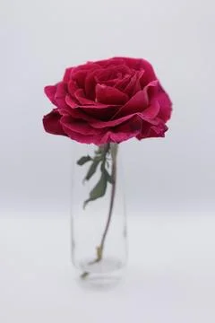 Rose in a void Stock Photos