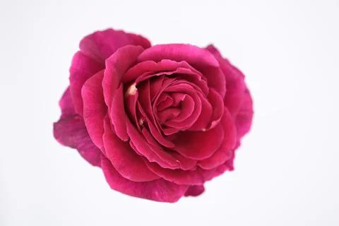 Rose in a void Stock Photos