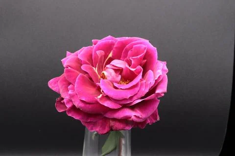 Rose in a void Stock Photos